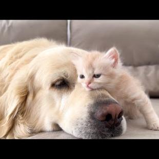 KITTEN Falls In Love With GOLDEN RETRIEVER!