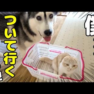 お買い物に行こうとしたらついてきちゃう子猫とハスキー犬達がこちら...