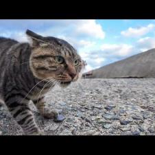 猫島の港では猫がケンカしてました