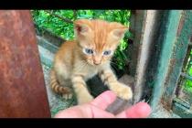 Homeless hungry kittens are waiting for me every day