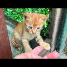 Homeless hungry kittens are waiting for me every day