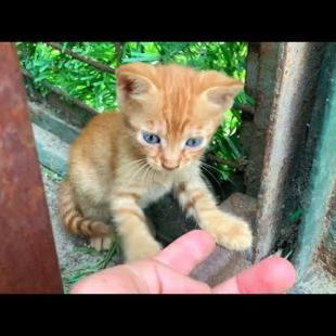 Homeless hungry kittens are waiting for me every day