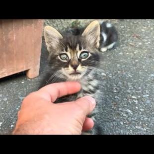 Innocent, homeless kittens move me, such a heartwarming story