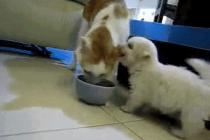 야웅 귀는 맛있어