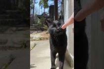 神社の黒猫ちゃんモフられにきた