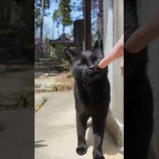 神社の黒猫ちゃんモフられにきた