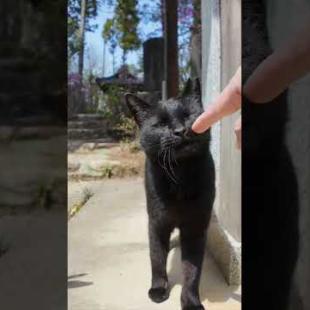 神社の黒猫ちゃんモフられにきた