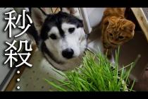 初めて猫草を食べた子猫と犬達の反応がこちらです...