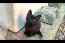 🐱🎉 The Cat Olympics Have Started! Chasing, Wrestling, and Funny Crab Moves 😹