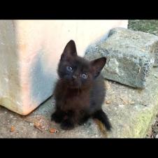🐱🎉 The Cat Olympics Have Started! Chasing, Wrestling, and Funny Crab Moves 😹