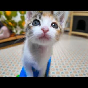 子猫、起きたらすぐ遊びだす