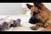 German Shepherd Reaction to Newborn Kittens