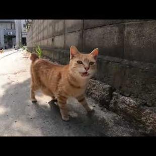 感動猫動画 のライブ配信