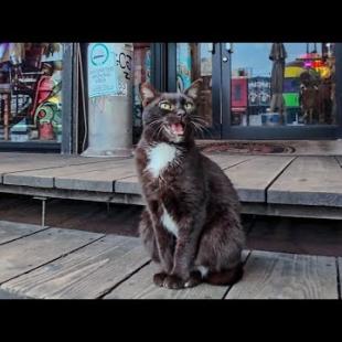 大通りに面したレストランでタキシードを着た猫が呼込みをしていました