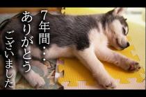 7年間一緒の布団で寝て子猫を育てた結果こうなりました...