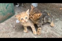 😂🐾 Little Cat Fight! The Cutest Wrestling and Chasing Game