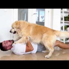 Faking My Death in Front of My Golden Retriever Dog