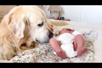Golden Retriever Babysits Newborn Baby