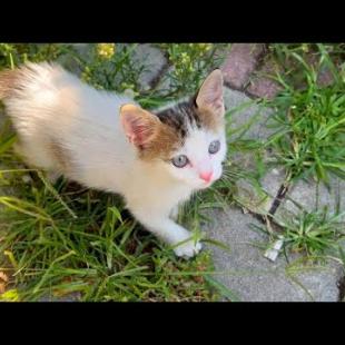 Playful kitten living on the street waiting for food and love