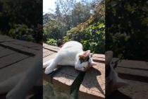 ワンワン猫カワイイ