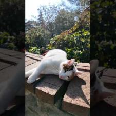 ワンワン猫カワイイ