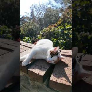 ワンワン猫カワイイ