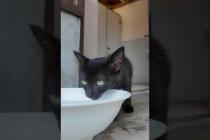 水を飲む子猫