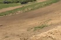 점프를 하는 멍멍이