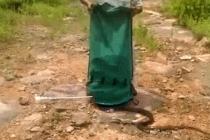 뱀 한자루 방생