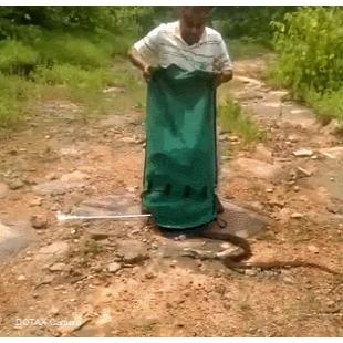 뱀 한자루 방생