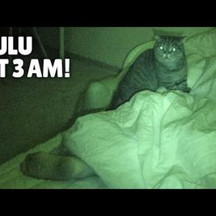 What Do My Cats Do When I’m Asleep? | Kittisaurus