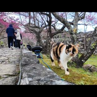 桜まつり開催中ですがいつもの城内パトロールは欠かさない城主の三毛猫ちゃん