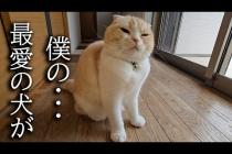 犬を預けたら寂しすぎて家中大泣きして探し回る猫がこちら