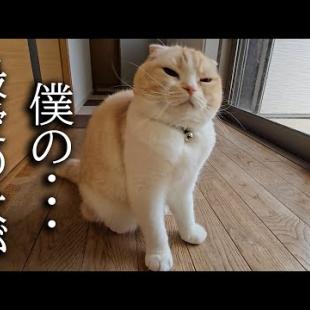 犬を預けたら寂しすぎて家中大泣きして探し回る猫がこちら