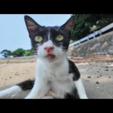 【猫の楽園】猫島のビーチで開催中！？猫たちの集会に混ざってみた結果…🐾🌴