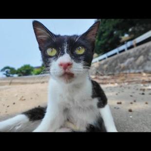 【猫の楽園】猫島のビーチで開催中！？猫たちの集会に混ざってみた結果…🐾🌴
