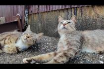 路地裏を歩いてたら…どこからともなく現れた猫が“ナデて”って寄ってきた件