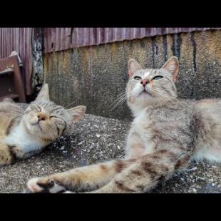 路地裏を歩いてたら…どこからともなく現れた猫が“ナデて”って寄ってきた件