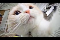 病院から帰った猫の様子がおかしいです文句が止まりません