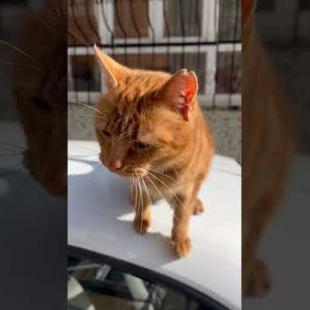 Ginger cat flirts with me on the car #shorts #catshorts #kitten #meow #catsofyoutube #cat
