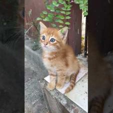 Cute kittens will melt your heart #shorts #meow #kitten #cat #cute #baby #animals #kittens