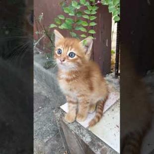 Cute kittens will melt your heart #shorts #meow #kitten #cat #cute #baby #animals #kittens