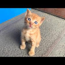 🐾💔 Hungry Kittens on the Street Calling for Their Mothers… Very Emotional