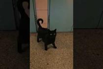 この駅いったい猫何匹住んでるの?