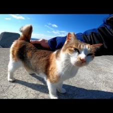 防波堤に座っていたら野良猫がトコトコ歩いてきた