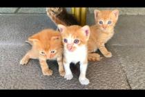 😿 Little Kittens Played, Now Looking for Mother... You Will Be Emotional While Watching