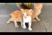 😿 Little Kittens Played, Now Looking for Mother... You Will Be Emotional While Watching