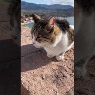 I was amazed by the view of the big-eared street cat #catshorts #kitten  #catsofyoutube #cute #cats