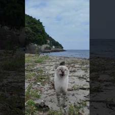 ニャーーーーーーン