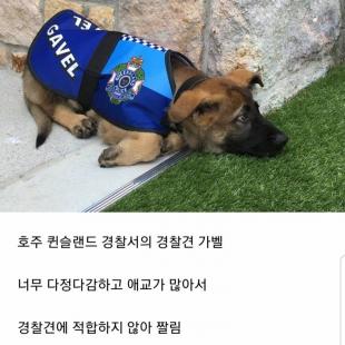 경찰견의 해고사유